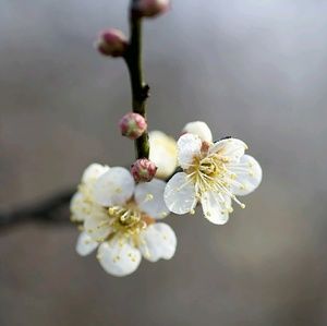 Meet your Posher, Joyce